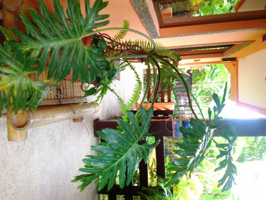 Inn On The Park Manuel Antonio Exteriér fotografie